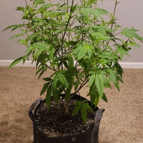 April growlog timeline photo