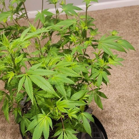 April growlog timeline photo