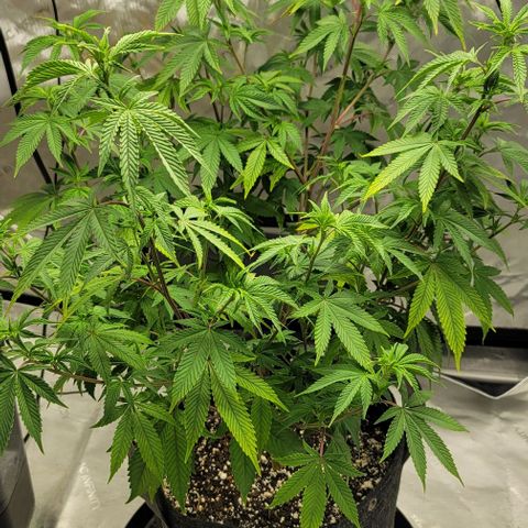 April growlog timeline photo