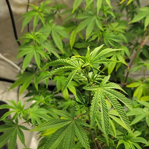 April growlog timeline photo