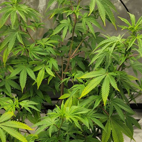 April growlog timeline photo