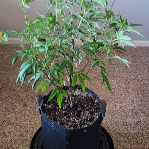 April growlog timeline photo