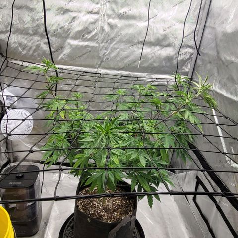 April growlog timeline photo