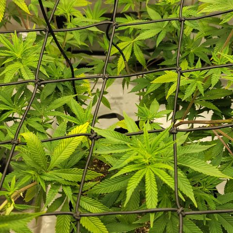 April growlog timeline photo
