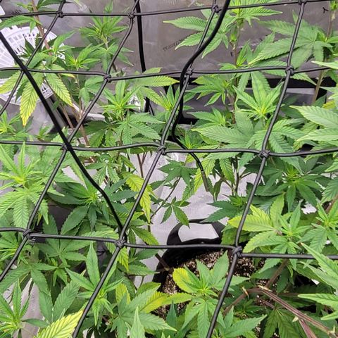 April growlog timeline photo