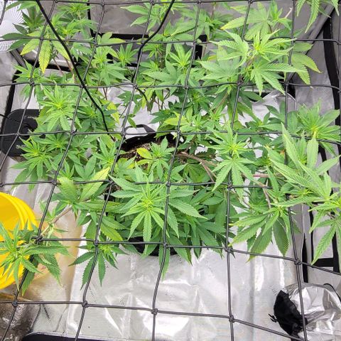 April growlog timeline photo