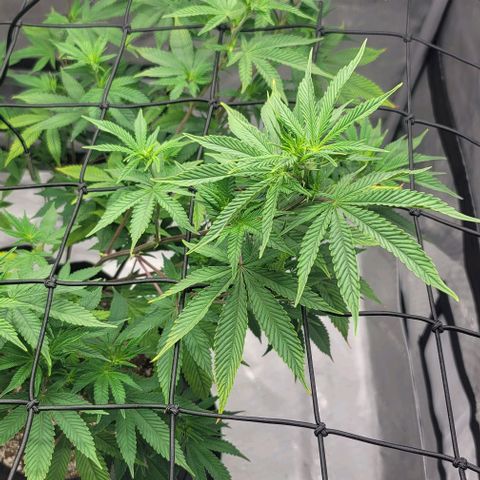 April growlog timeline photo