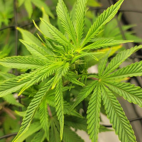 April growlog timeline photo