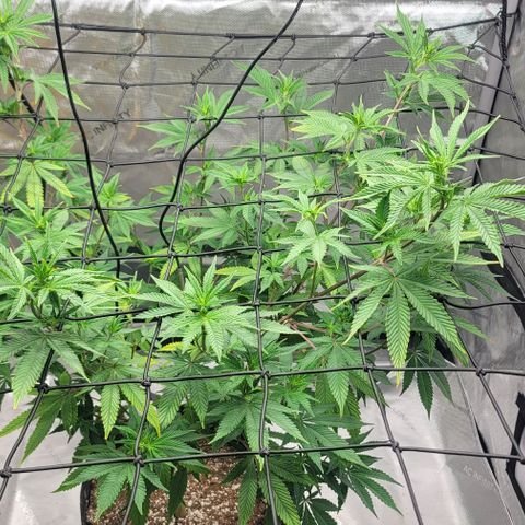 April growlog timeline photo