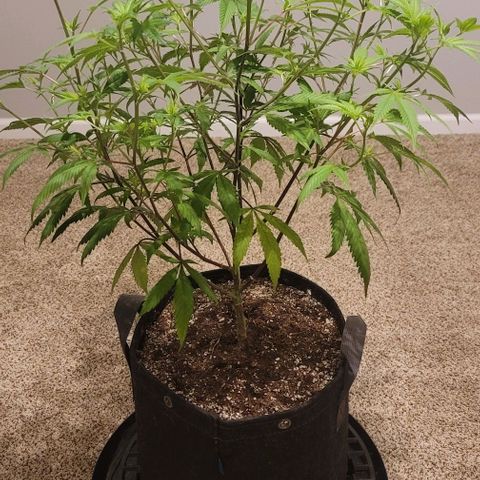 Amber growlog timeline photo