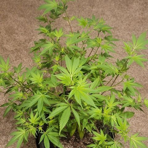 Amber growlog timeline photo