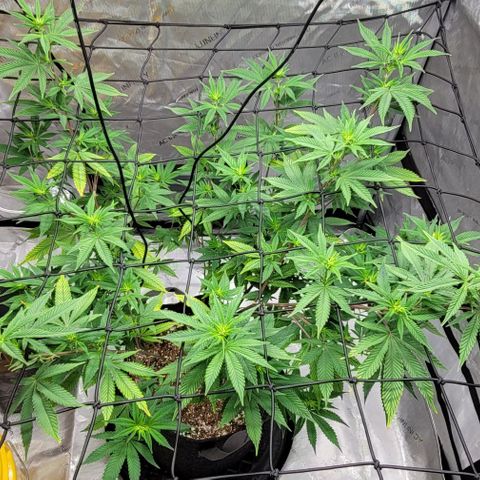 April growlog timeline photo