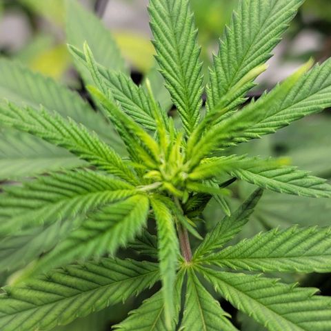 April growlog timeline photo