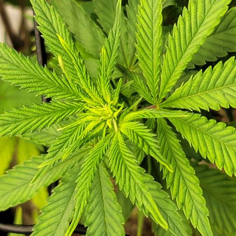 April growlog timeline photo