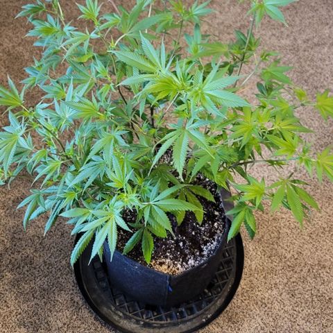 April growlog timeline photo