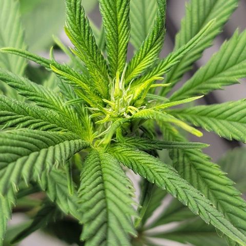 April growlog timeline photo