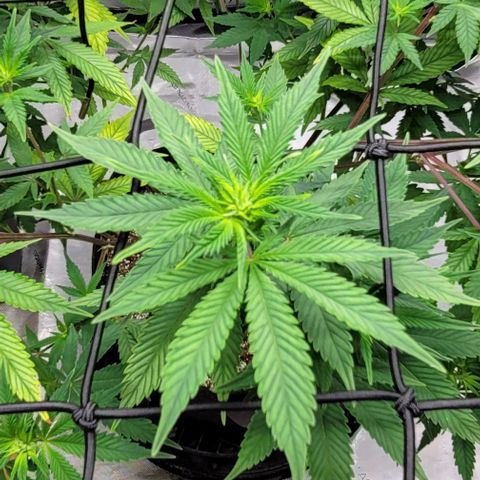 April growlog timeline photo