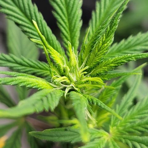 April growlog timeline photo