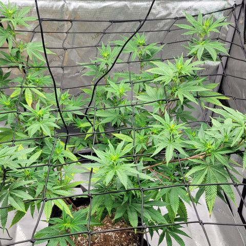 April growlog timeline photo