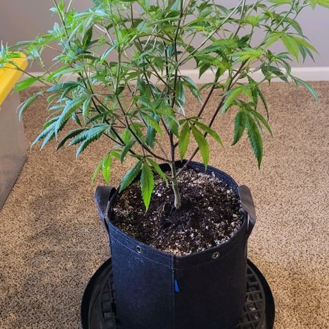 April growlog timeline photo