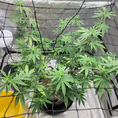 April growlog timeline photo