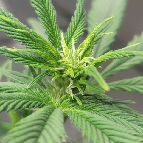 April growlog timeline photo