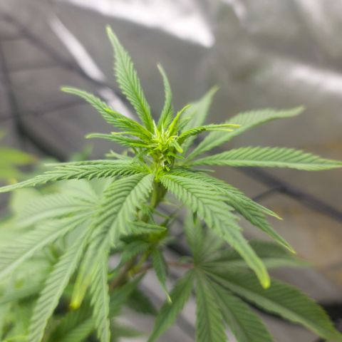 April growlog timeline photo
