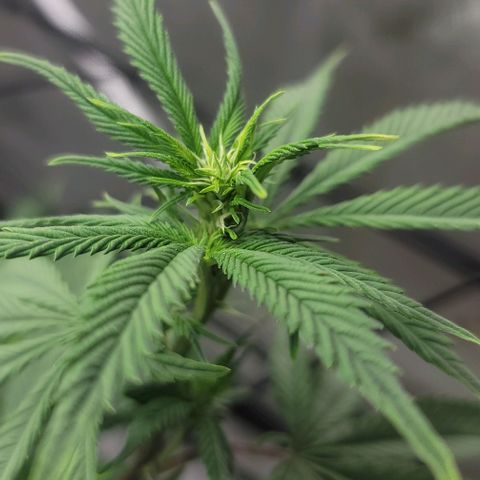 April growlog timeline photo