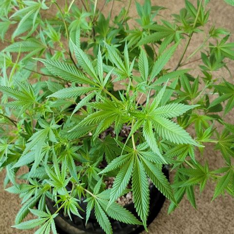 April growlog timeline photo