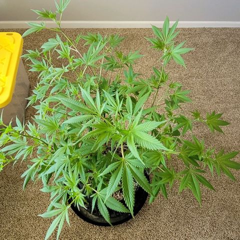 April growlog timeline photo