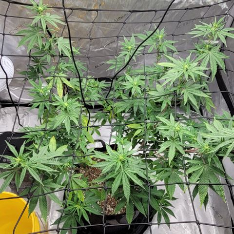 April growlog timeline photo