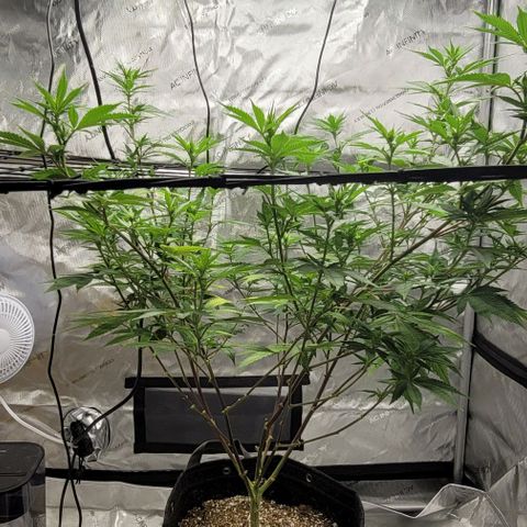 April growlog timeline photo