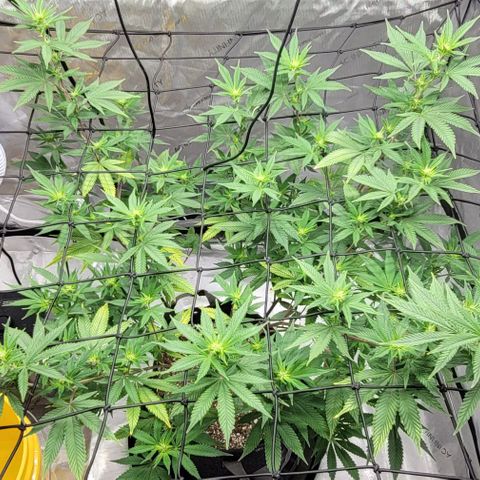 April growlog timeline photo