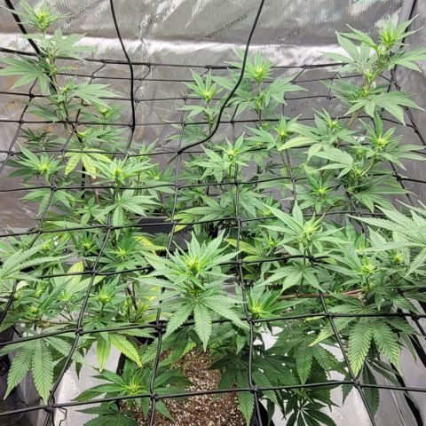 April growlog timeline photo