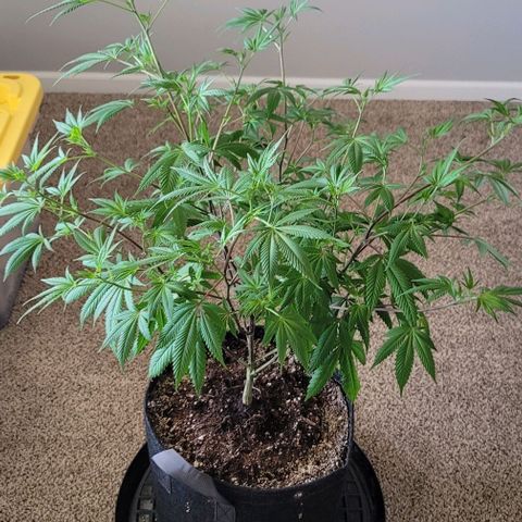 Amber growlog timeline photo