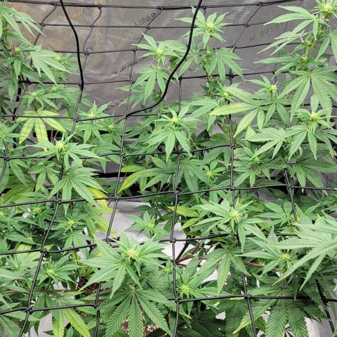 April growlog timeline photo