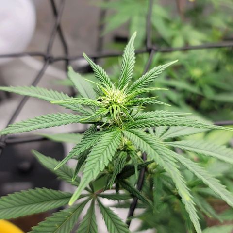 April growlog timeline photo