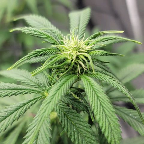 April growlog timeline photo