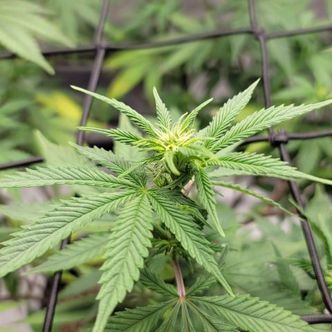 April growlog timeline photo