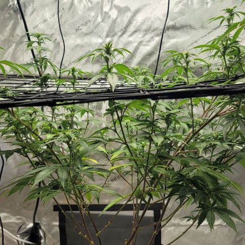 April growlog timeline photo