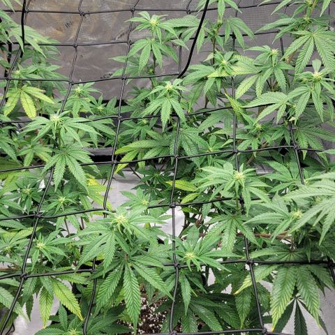 April growlog timeline photo