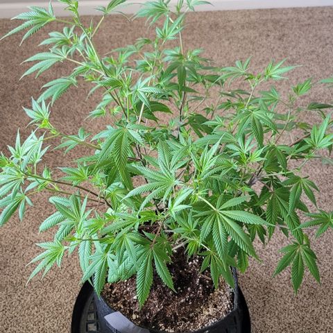 Amber growlog timeline photo