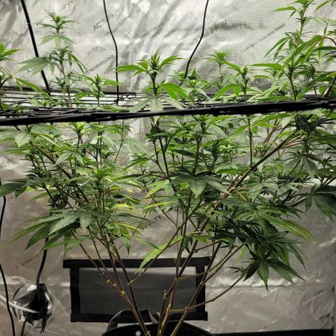 April growlog timeline photo