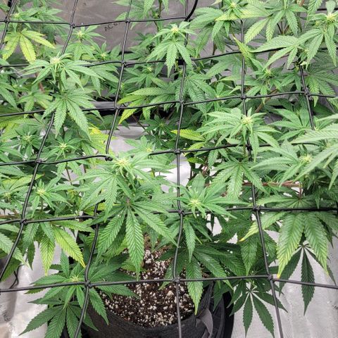 April growlog timeline photo