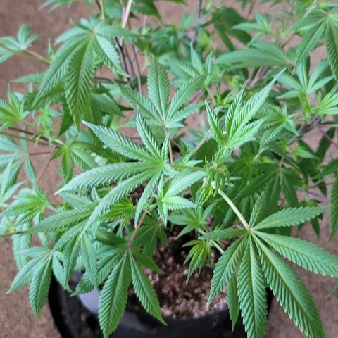 Amber growlog timeline photo