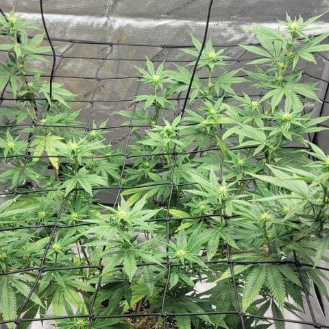 April growlog timeline photo