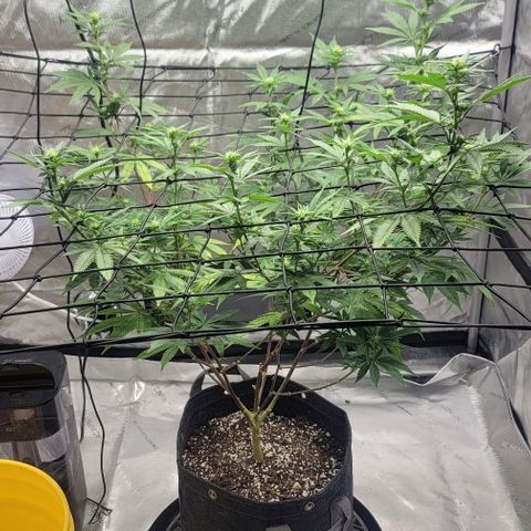 April growlog timeline photo
