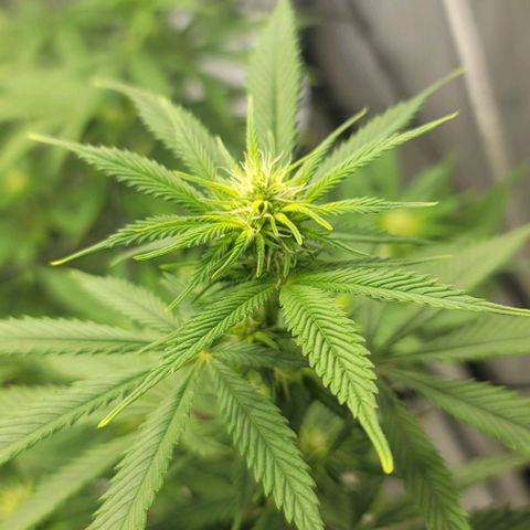 April growlog timeline photo