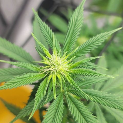 April growlog timeline photo