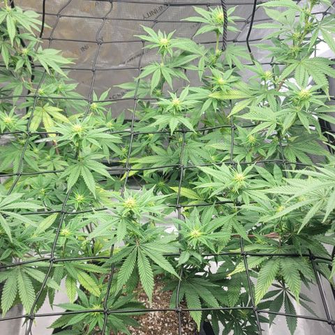 April growlog timeline photo